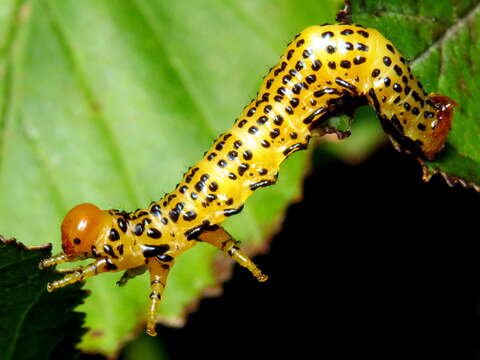 Image of Birch Sawfly