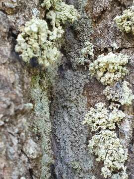 Image of Ramalina baltica Lettau