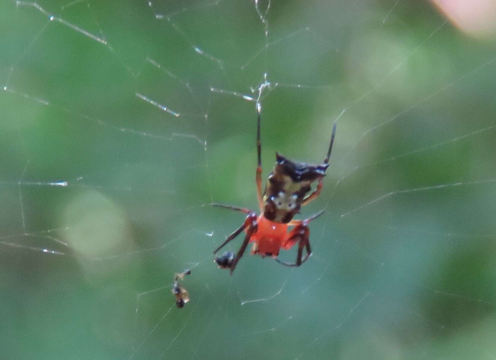 Image of Micrathena fidelis (Banks 1909)