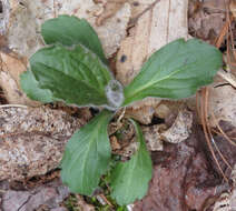 Plancia ëd <i>Erigeron <i>pulchellus</i></i> var. pulchellus