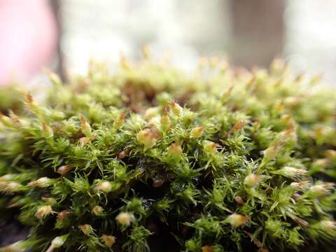 Image of crisped pincushion