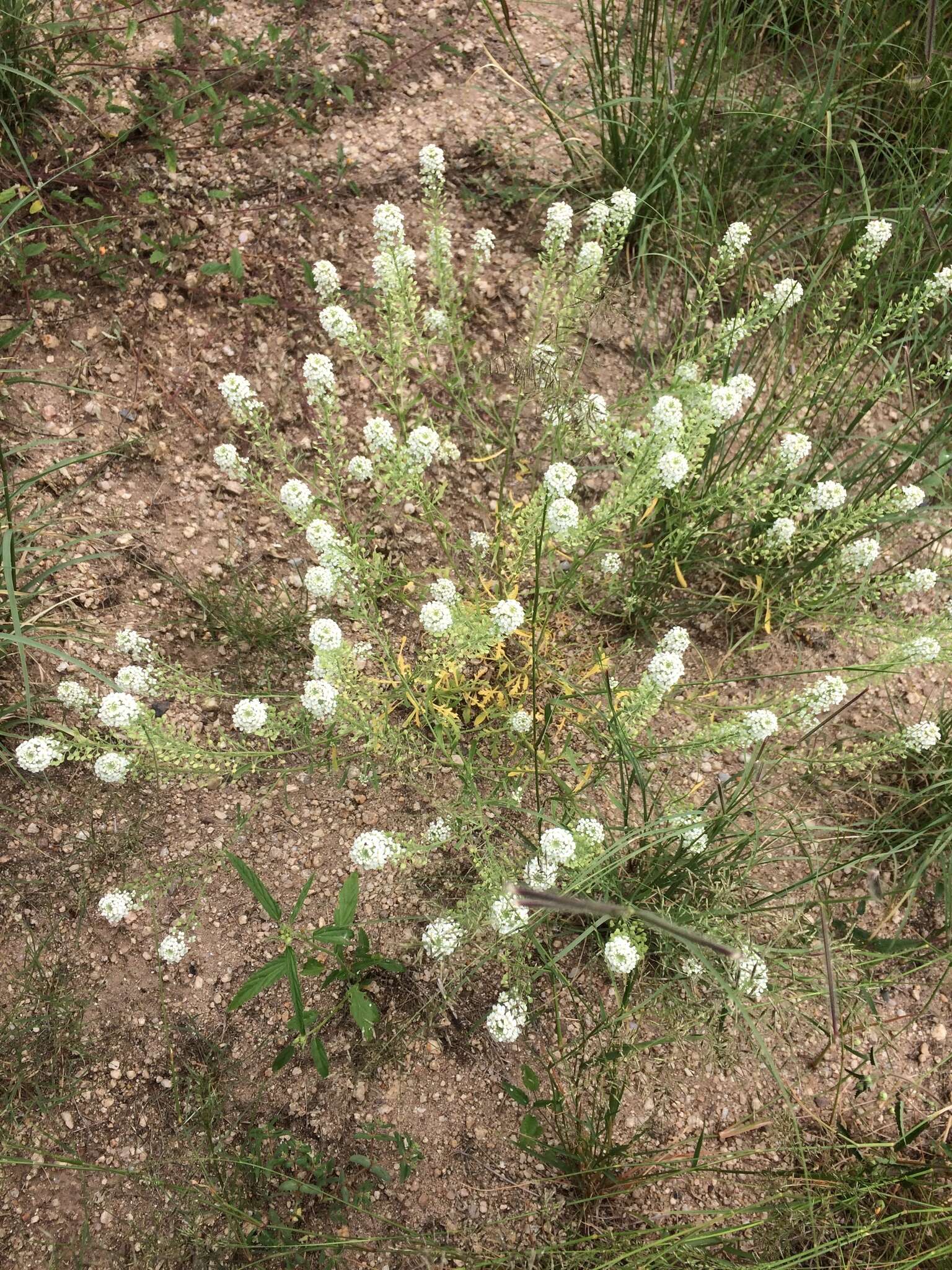 Image of peppergrass