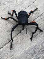 Image of Black tree weevil