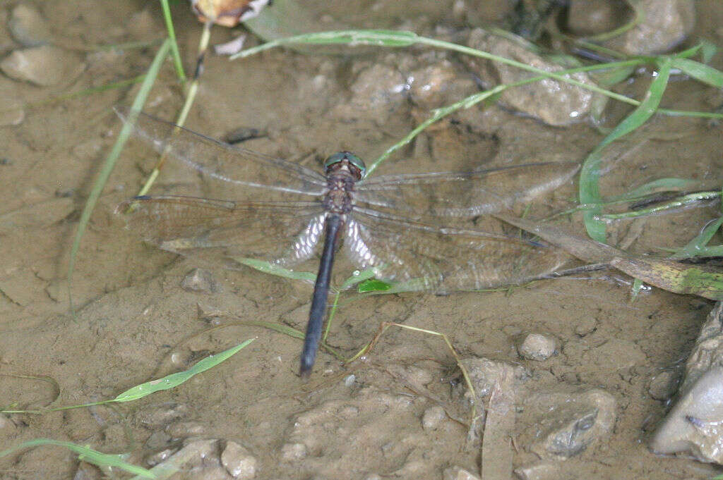 Image of Mocha Emerald