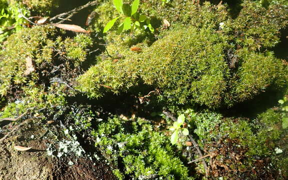 Image of Gaudichaud's syrrhopodon moss