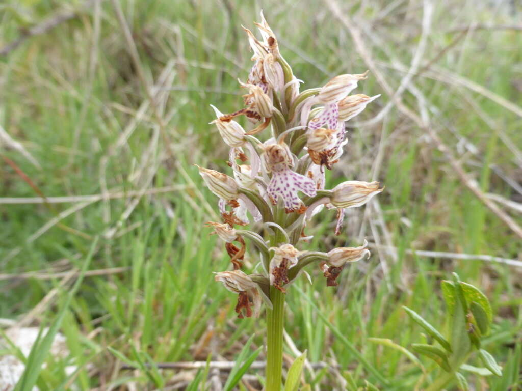 Image of Milky orchid