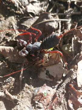 Image of Mastigoproctus colombianus Mello-Leitão 1940