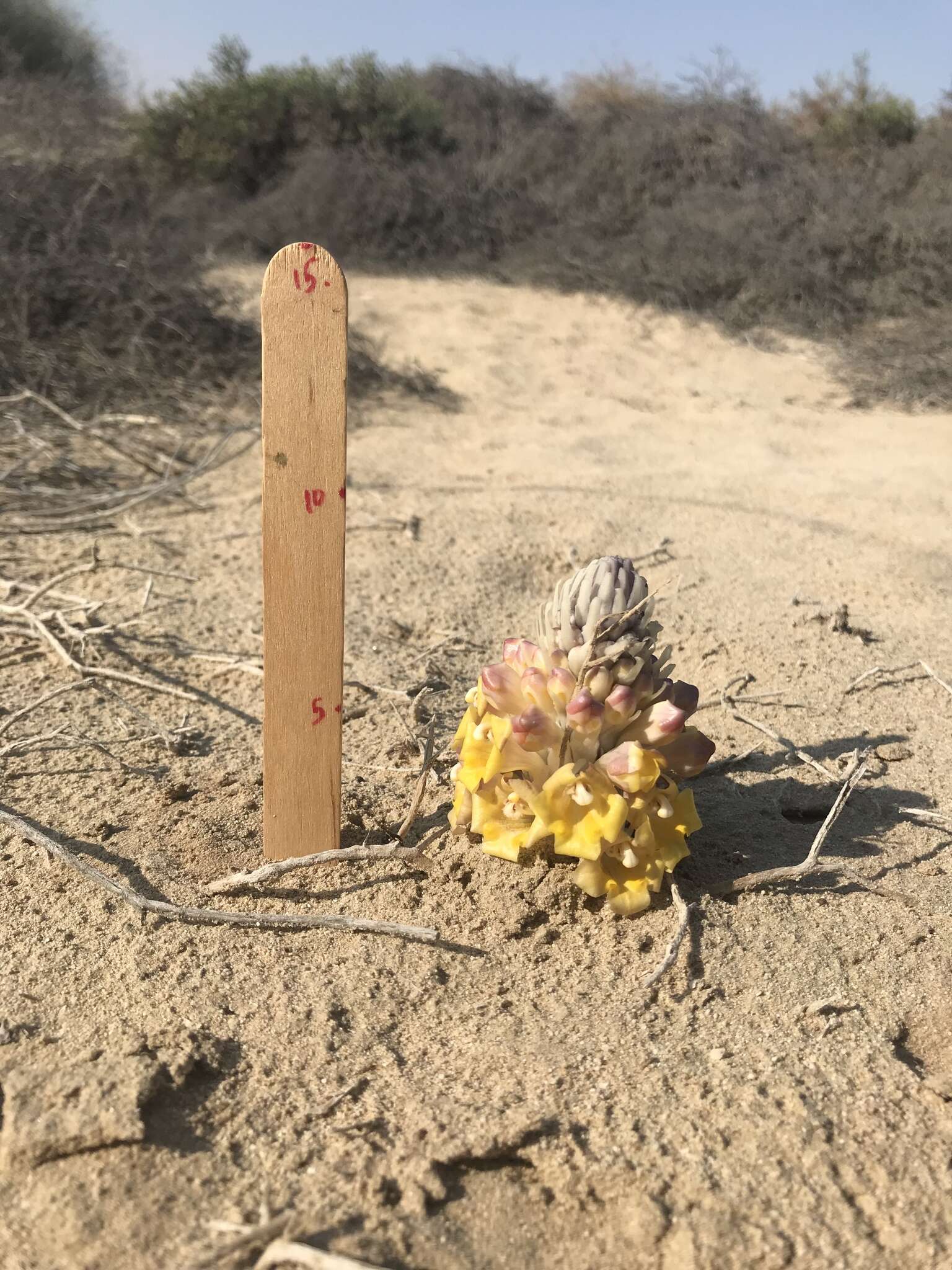 Image of Desert hyacinth