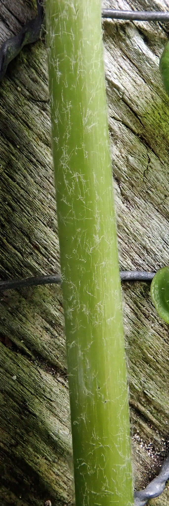 Слика од Taraxacum pseudohamatum Dahlst.