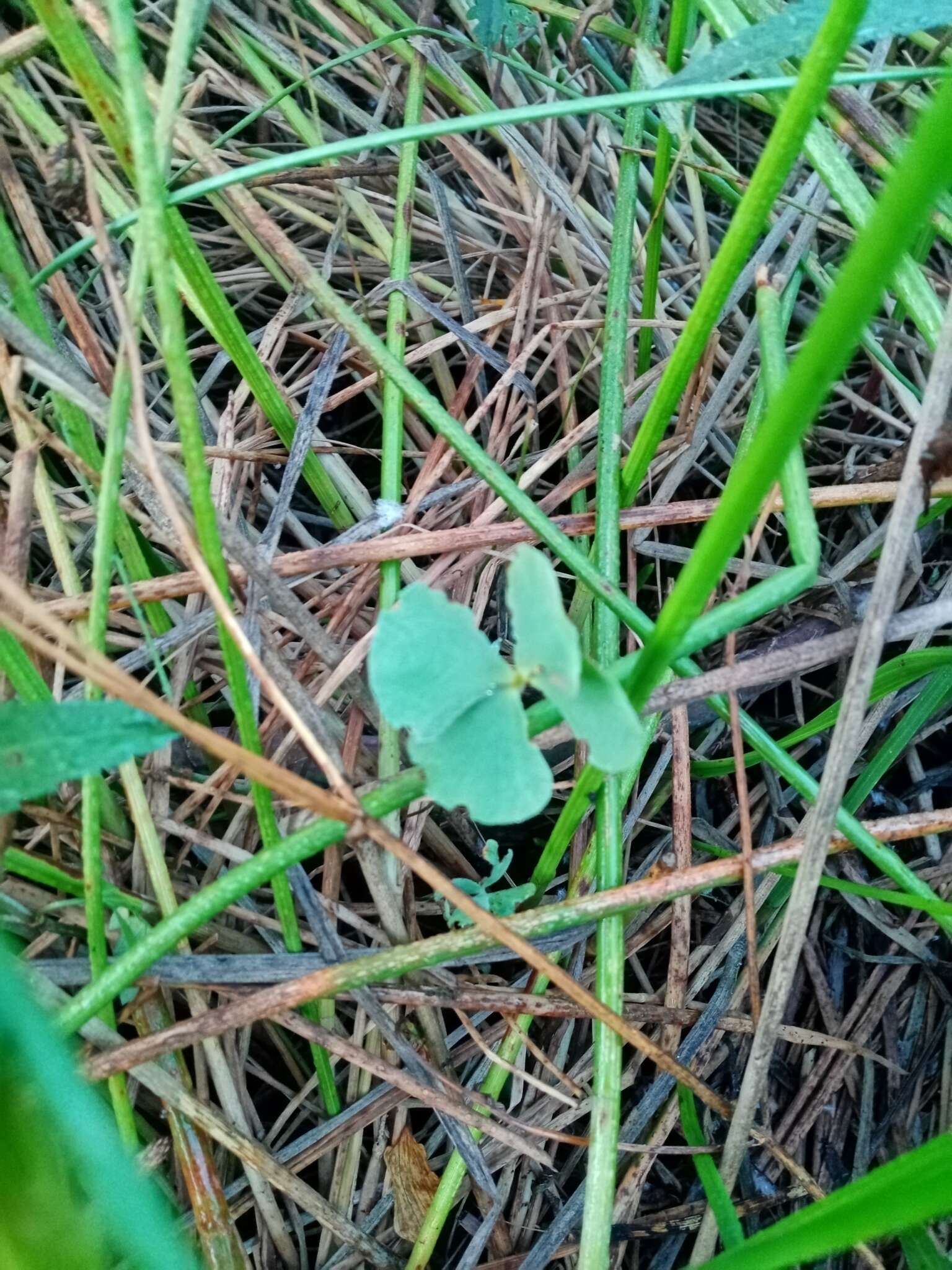 Plancia ëd Marsilea mollis B. L. Rob. & Fern.