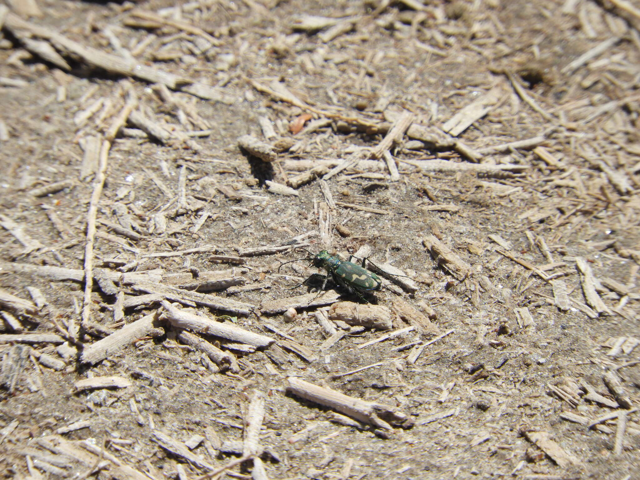 Image of Cicindela (Cicindelidia) senilis G. Horn 1867