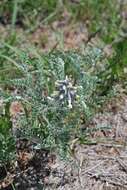 Image of silky sophora