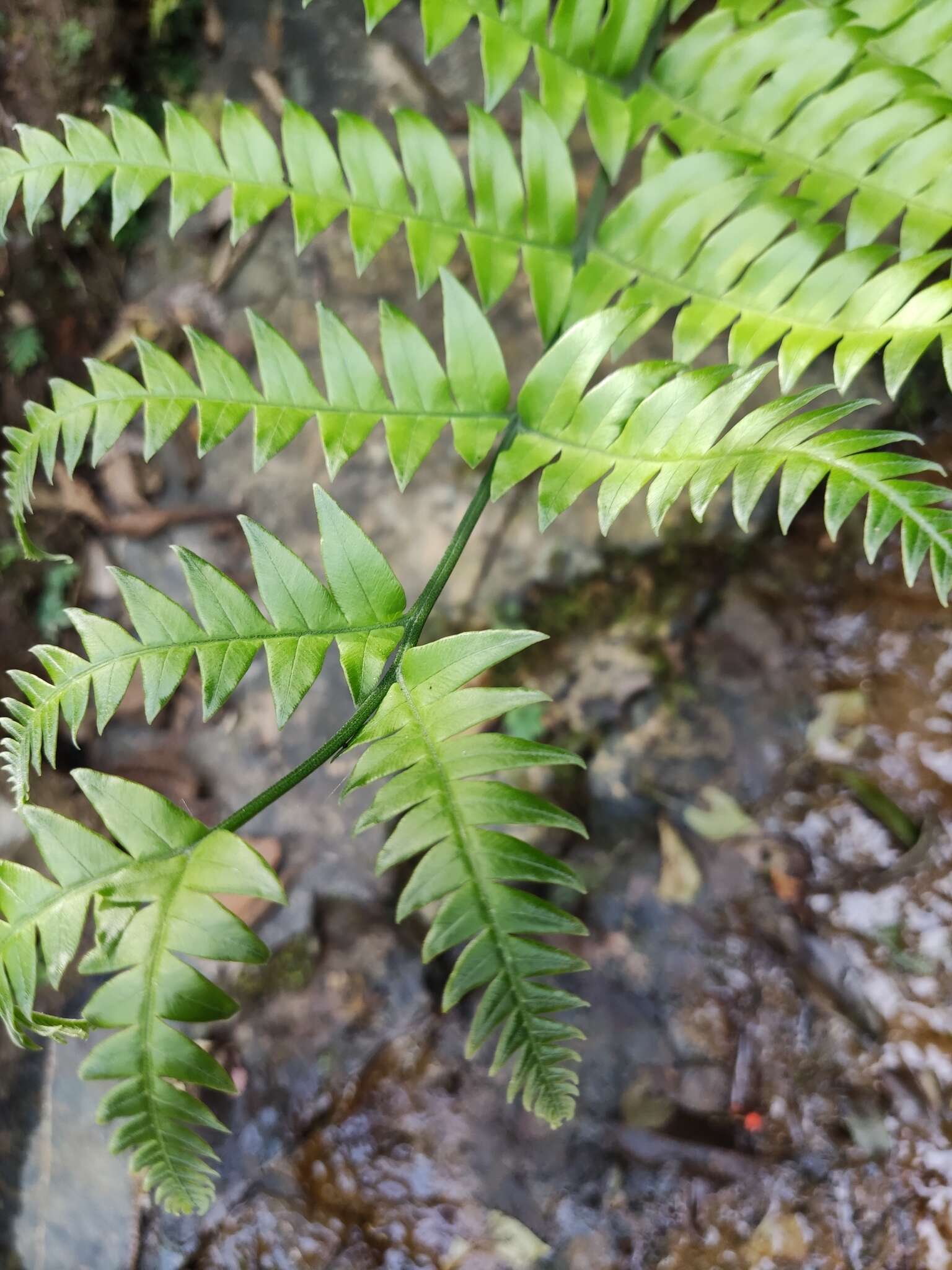 Plancia ëd Pteris terminalis Wall.