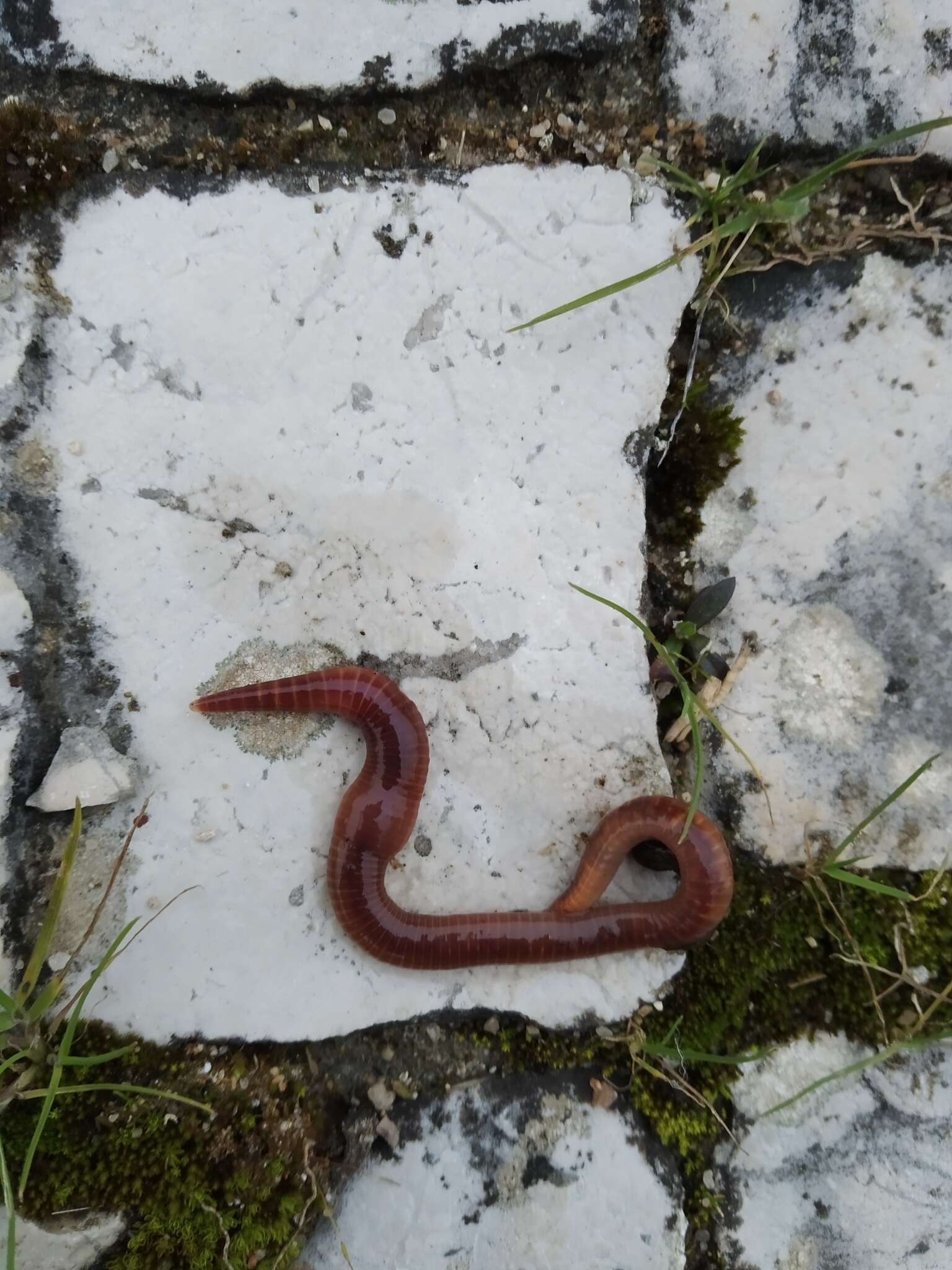 Image of Earthworm