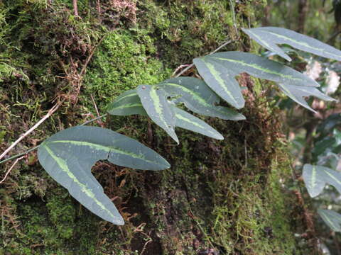 Image of Passiflora urnifolia Rusby