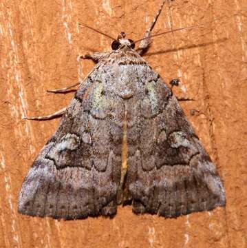 Image of Similar Underwing