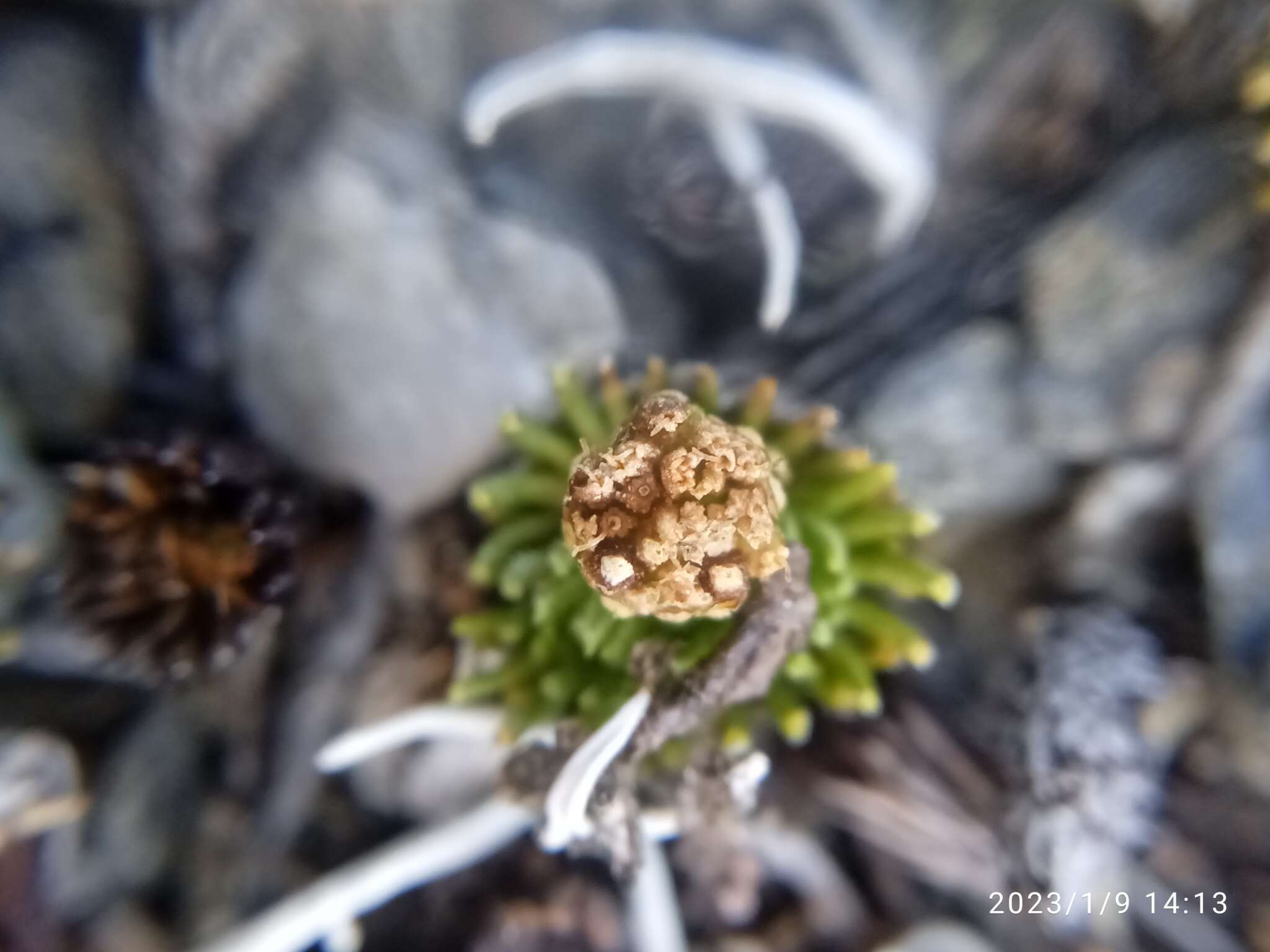 Image of Leptinella goyenii (Petrie) D. G. Lloyd & C. J. Webb