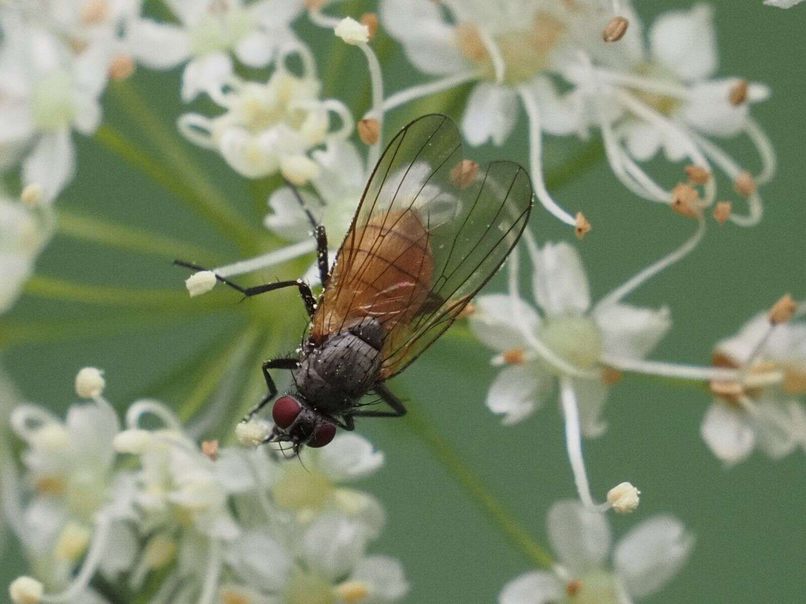 Sivun Thricops semicinereus (Wiedemann 1817) kuva