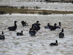 صورة Branta bernicla bernicla (Linnaeus 1758)