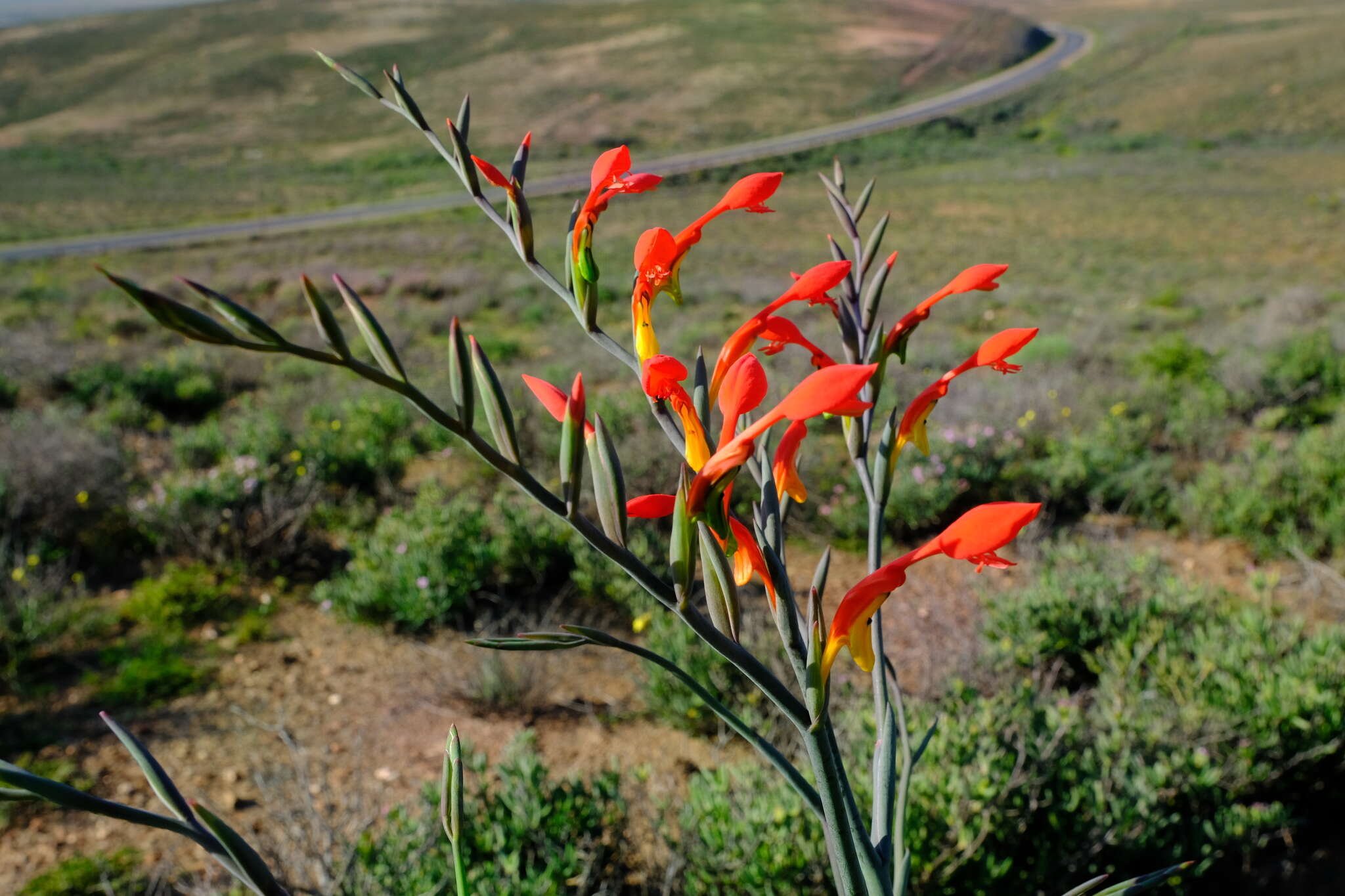 Gladiolus saccatus (Klatt) Goldblatt & M. P. de Vos的圖片