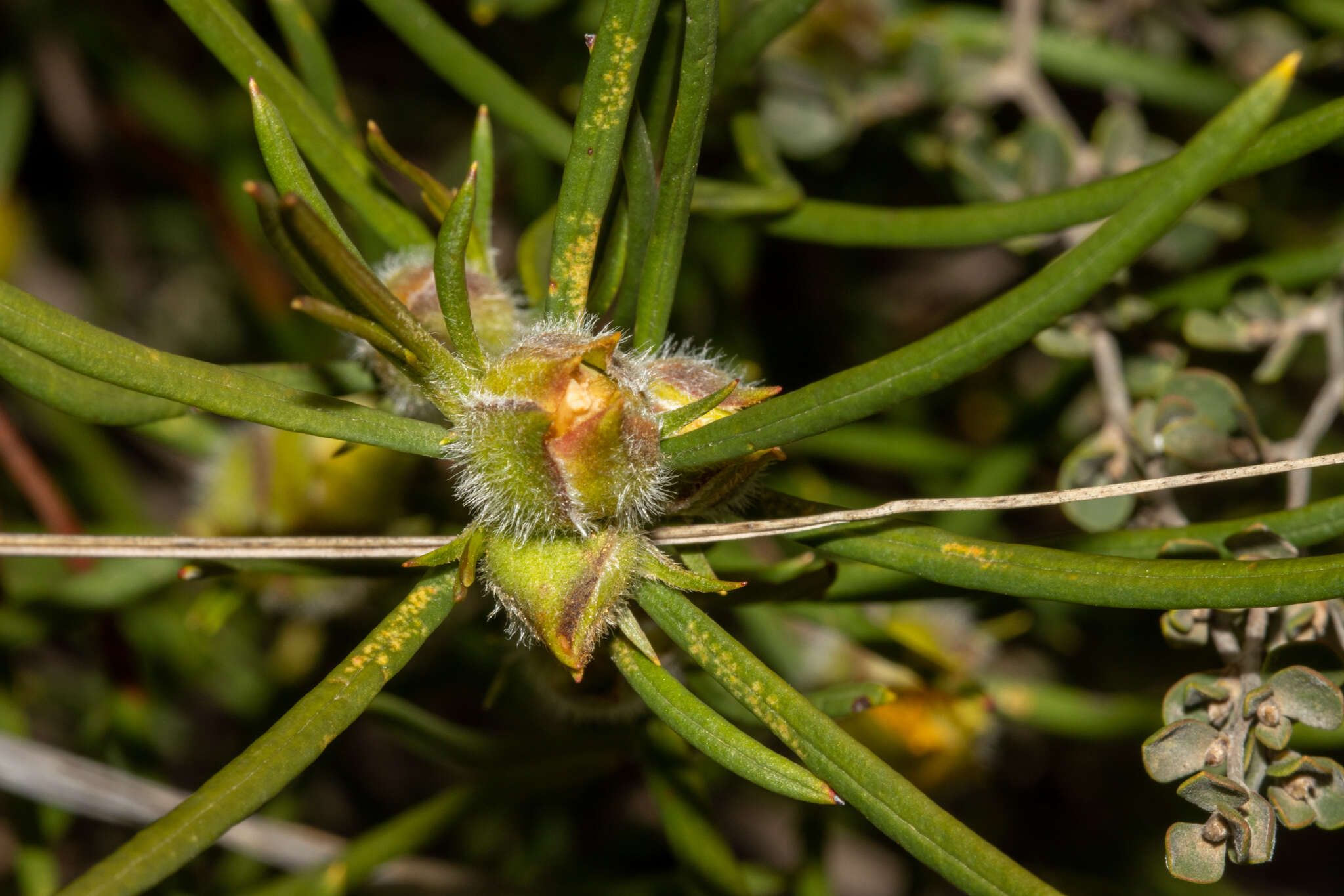 Image of Hibbertia striata (Steud.) K. R. Thiele