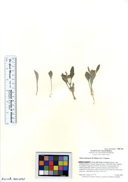 Image of feltleaf violet