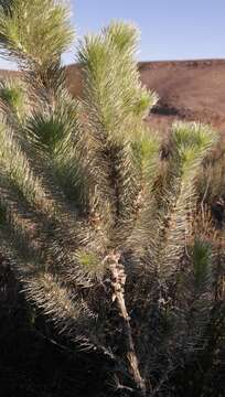 Image of Aspalathus longifolia Benth.