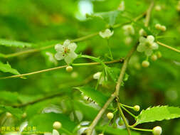 Image of Ilex asprella (Hook. & Arn.) Champ. ex Benth.