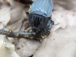 Necrophila (Eusilpha) japonica (Motschulsky 1861) resmi