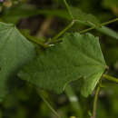 Sivun Monteiroa glomerata (Hook. & Arn.) Krapov. kuva