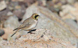 صورة Eremophila alpestris atlas (Whitaker 1898)