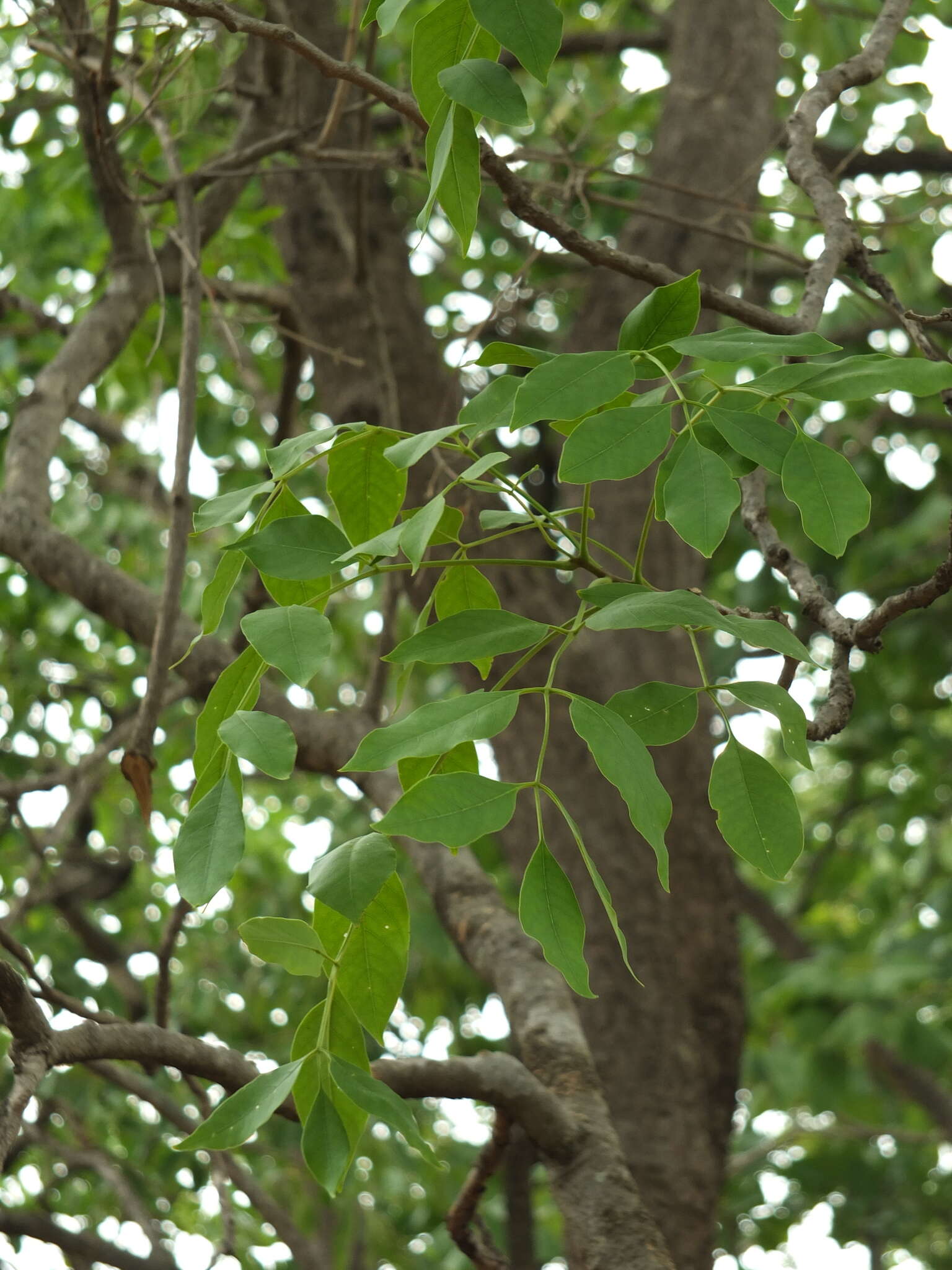 Image of Schrebera swietenioides Roxb.