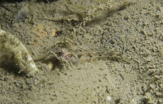 Image of Mediterranean Painted Goby