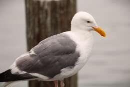 Image of Larus occidentalis occidentalis Audubon 1839