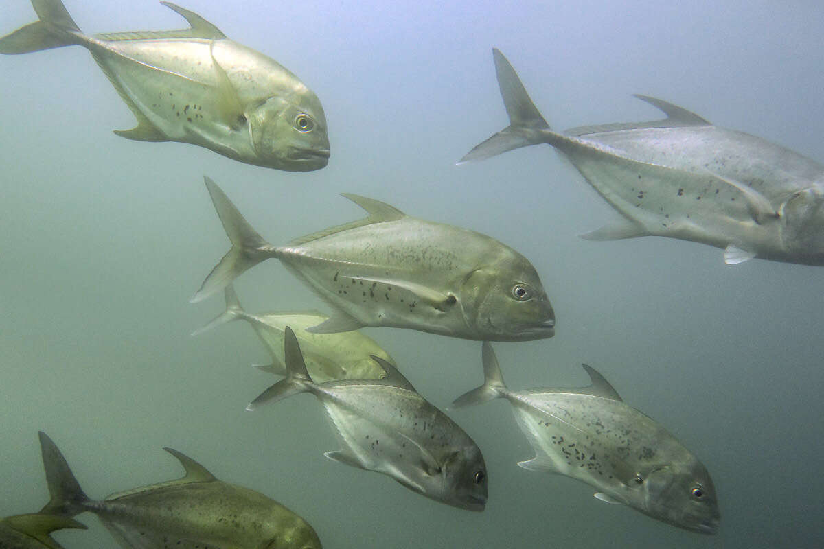 Image of Bluespotted trevally