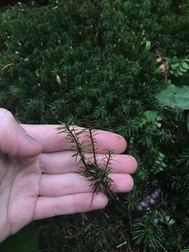 Image of contorted pogonatum moss