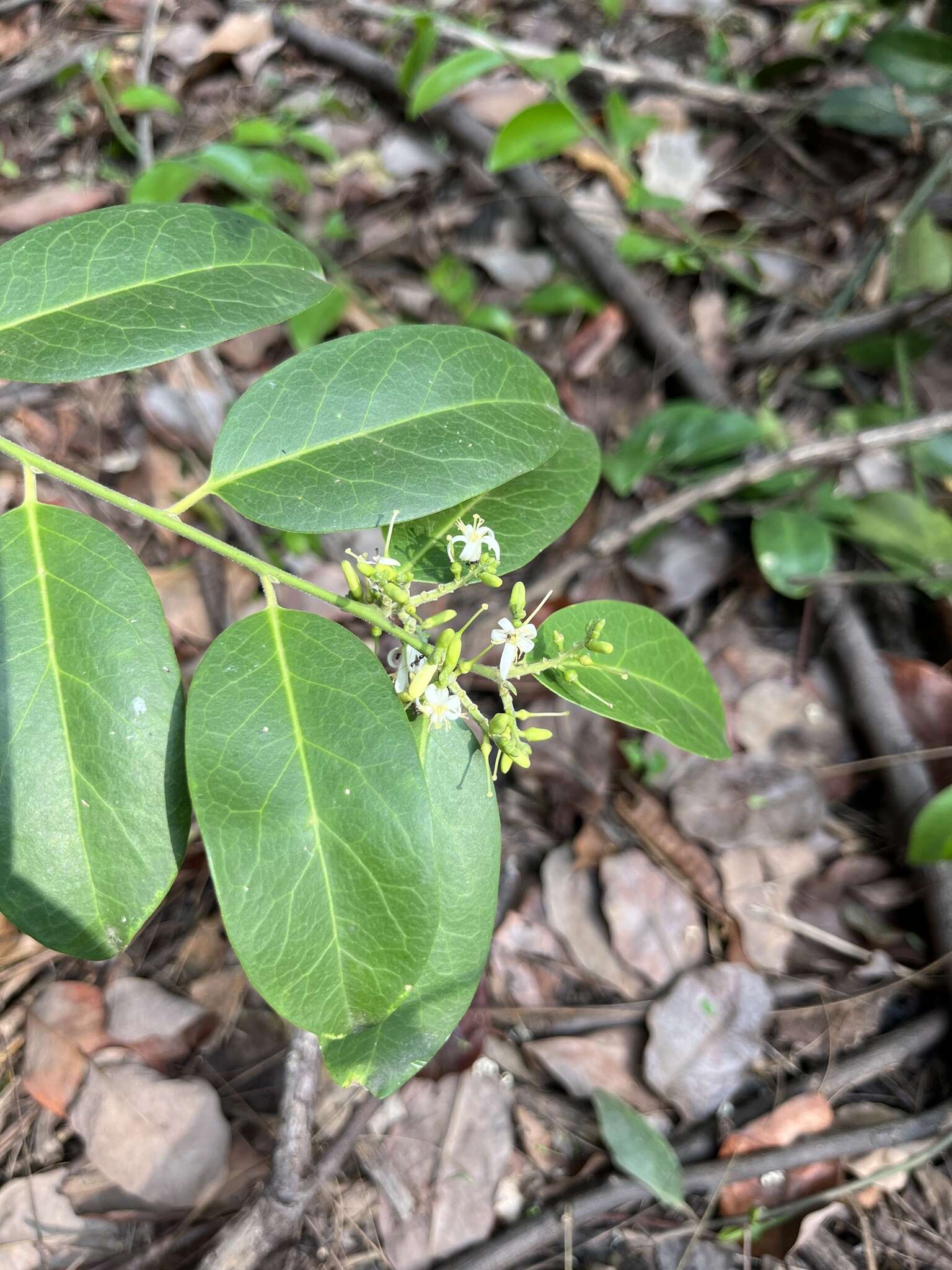 Image of Olax scandens Roxb.