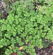 Image of fan maidenhair