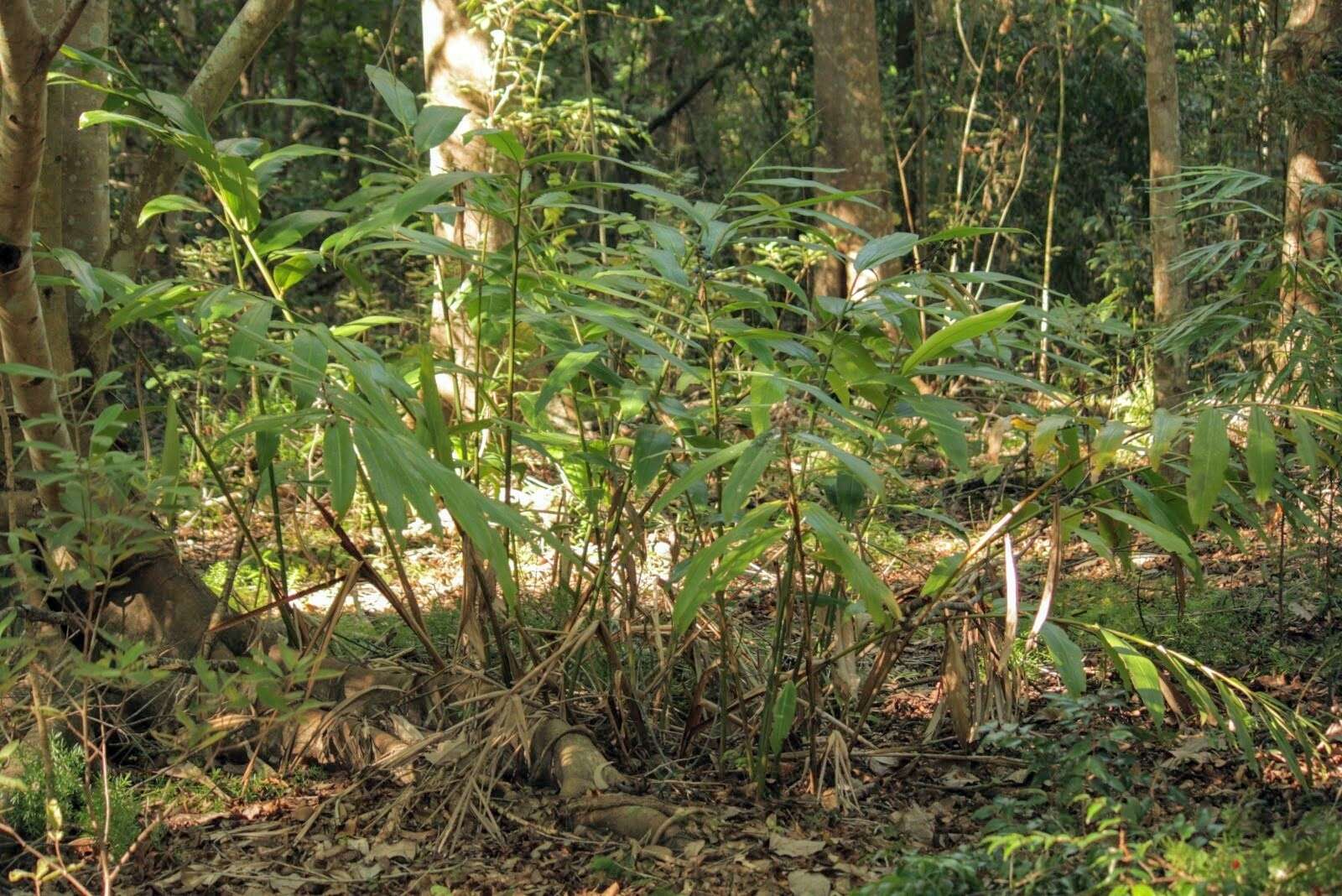 Image of Blue Berry Ginger