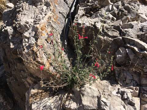 Salvia henryi A. Gray resmi