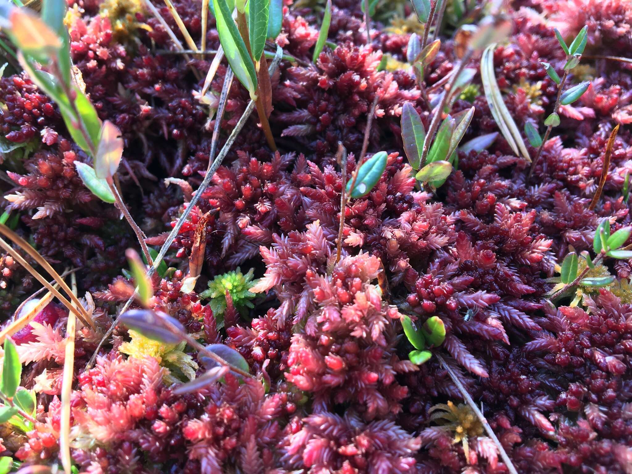 Imagem de <i>Sphagnum medium</i>