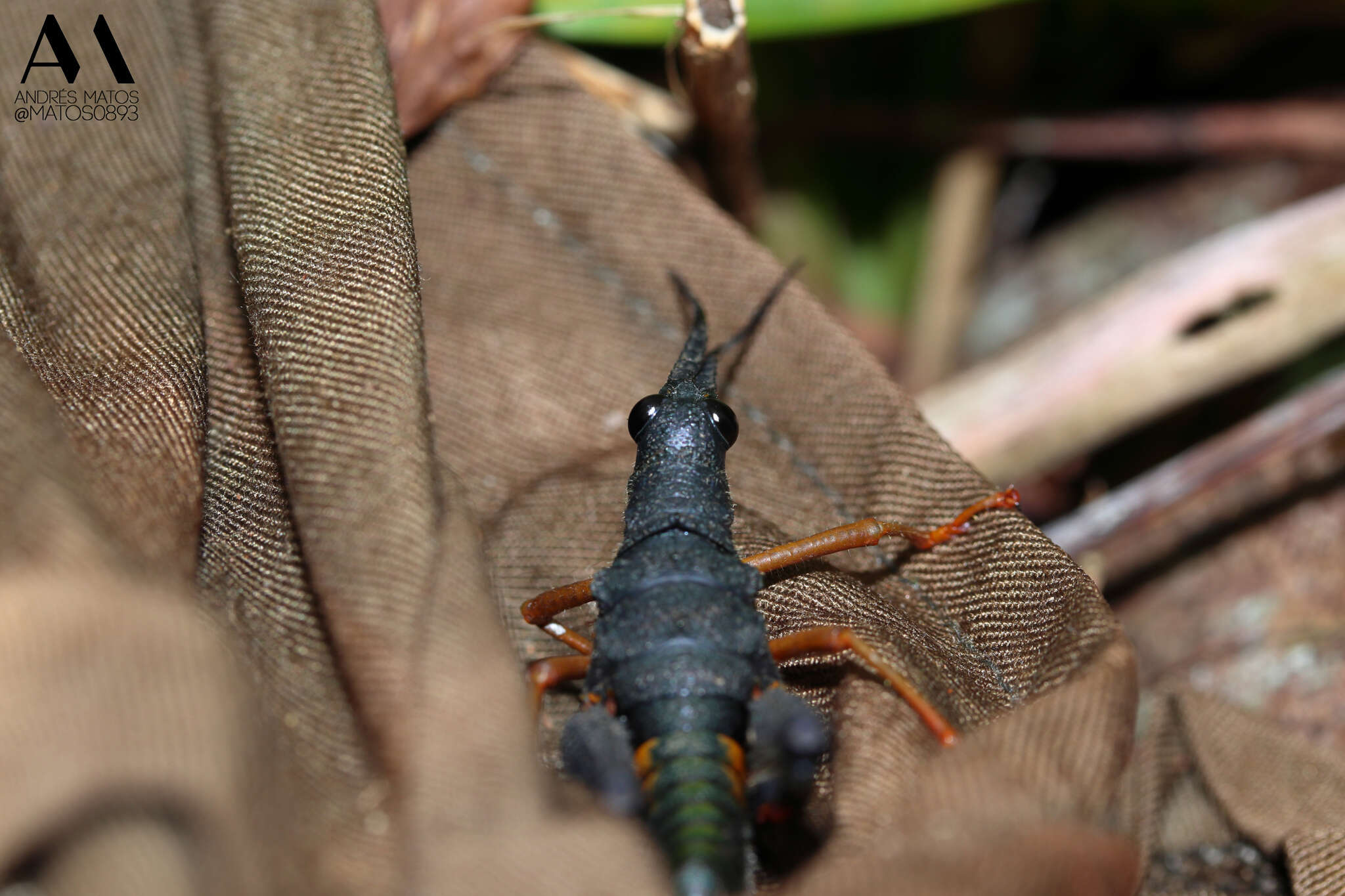 Piezops ensicornis (Stål 1878)的圖片