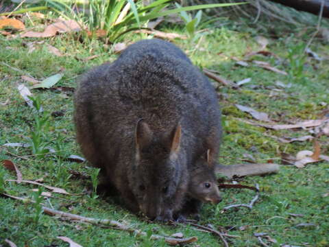 Image of Red-bellied Pademelon