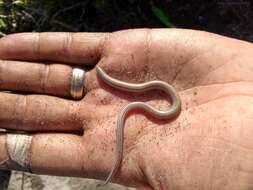 Image of Common Burrowing Skink