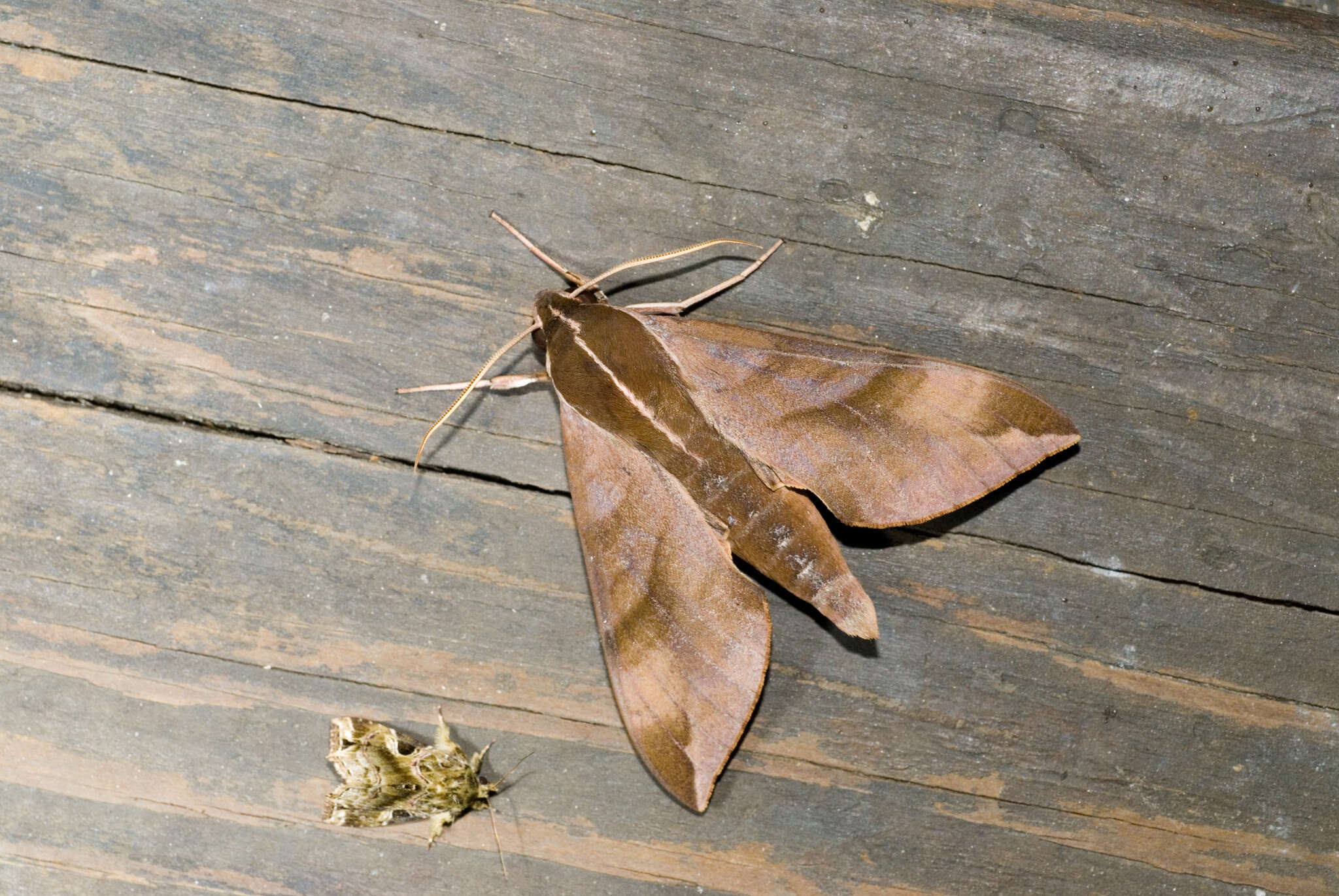 Image of Ampelophaga rubiginosa myosotis Kitching & Cadiou 2000