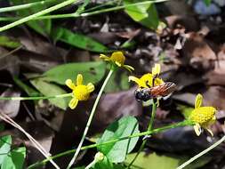 Image of Acmella filipes (Greenm.) R. K. Jansen