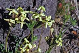 Image of Glandularia araucana (Phil.) Botta