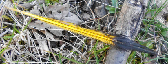 Слика од Colaptes auratus luteus Bangs 1898