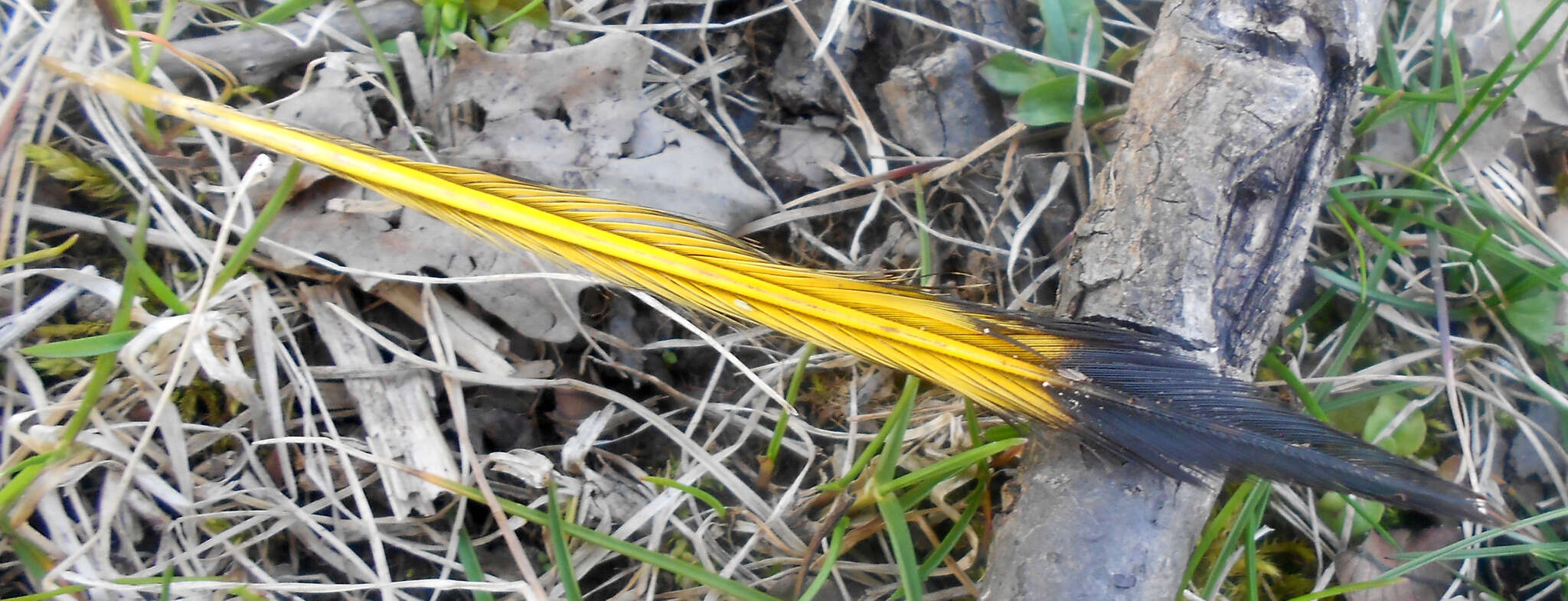 Plancia ëd Colaptes auratus luteus Bangs 1898