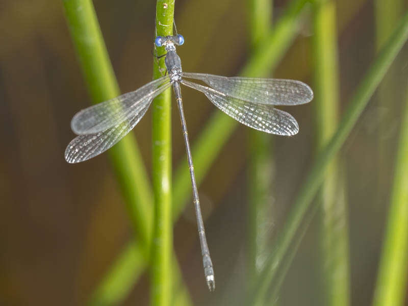 Imagem de Lestes pinheyi Fraser 1955